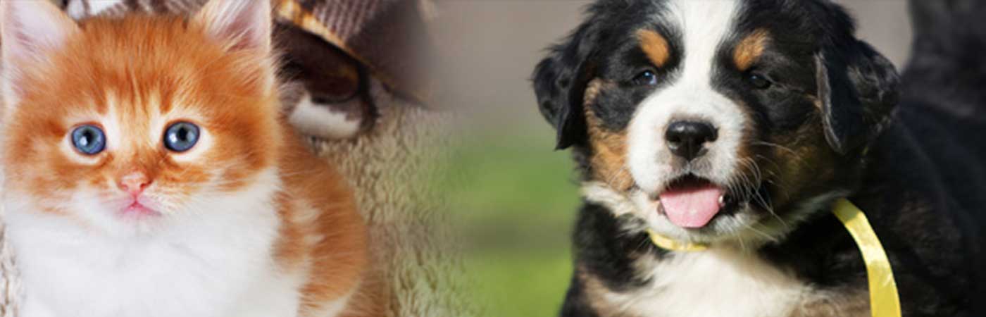 Veterinary